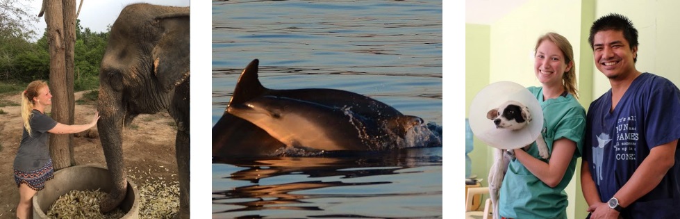 Volunteer Abroad With Animals in Sanctuaries